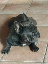 Bulldog francese Blue per Accoppiamento
