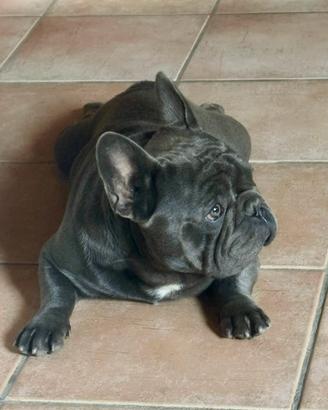 Bulldog francese Blue per Accoppiamento