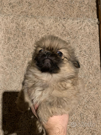 Cuccioli pechinese