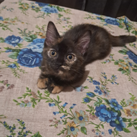 Gatto cucciolo
