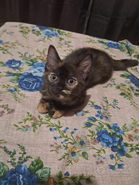 Gatto cucciolo