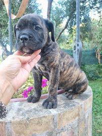 Cane corso