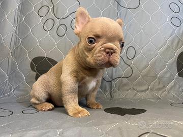 Bull dog Francese esoticomaschio blu New Shade tan