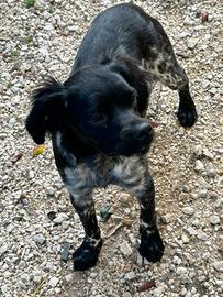 Épagneul Breton femmina