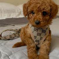 BARBONCINO TOY - BARBONCINI NANI CUCCIOLI pag rate