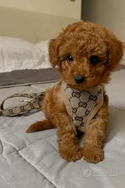 BARBONCINO TOY - BARBONCINI NANI CUCCIOLI pag rate