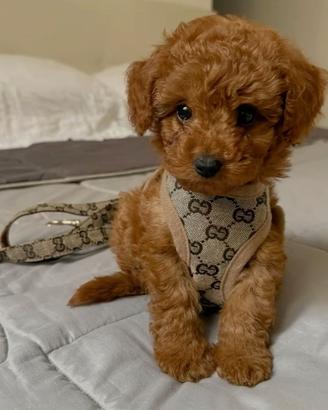 BARBONCINO TOY - BARBONCINI NANI CUCCIOLI pag rate