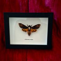 Quadro con falena sfinge testa di morto