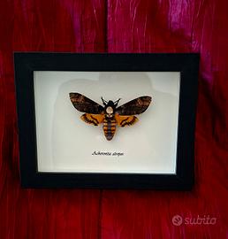 Quadro con falena sfinge testa di morto