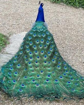 Animal