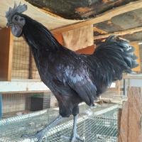 Cemani