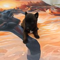 Pastore del malinois