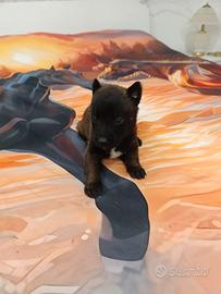 Pastore del malinois