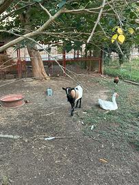 Caprone maschio