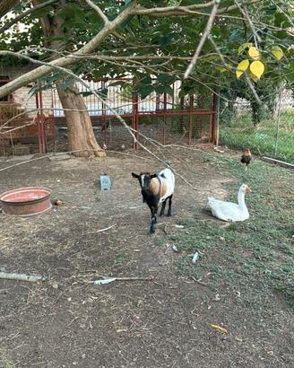 Caprone maschio