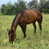 Cavalla