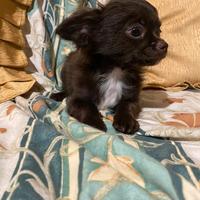 Chihuahua mas