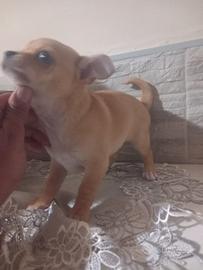 Chihuahua mini toy