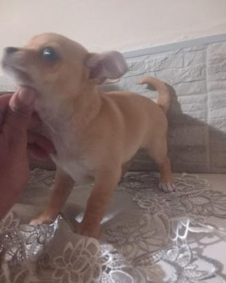 Chihuahua mini toy