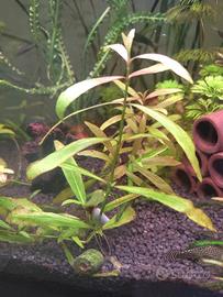 Piante Acquario - Hygrophila polysperma