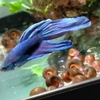 Betta pesci per acquario