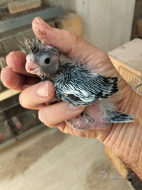 Calopsite da imbecco