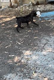 Cuccioli pitbull ukc