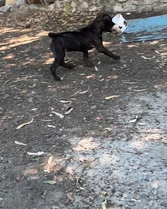 Cuccioli pitbull ukc