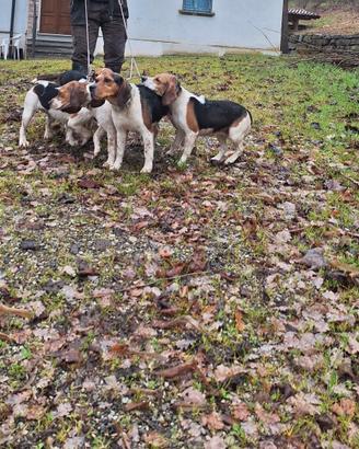 Muta 6 Beagle