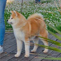 Cuccioli Akita inu