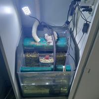 discus acquario sump