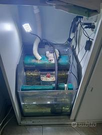 discus acquario sump