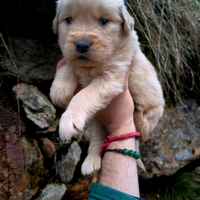 Cuccioli di golden retriever americano