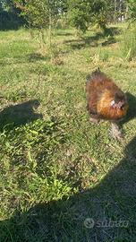Gallo Moroseta 7 mesi