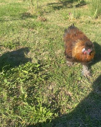 Gallo Moroseta 7 mesi