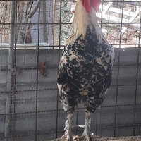 Gallo galline Pollastre canarini