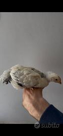 Galline -Galletto SUSSEX
