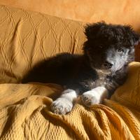 Cucciola border collie incrocio