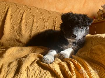 Cucciola border collie incrocio