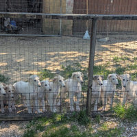 Borzoi, Levriero Russo, cuccioli disponibili