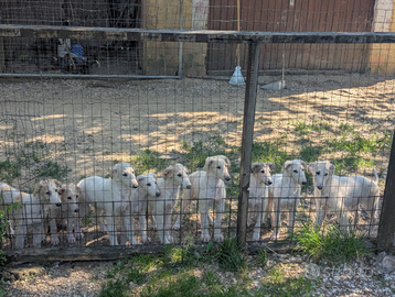 Borzoi, Levriero Russo, cuccioli disponibili