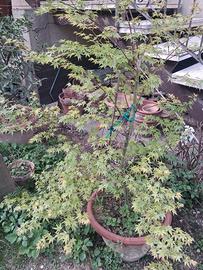 Acero palmato, giapponese