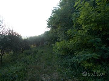 Terreno agricolo boschivo a pineta