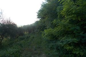 Terreno agricolo boschivo a pineta