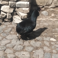 Galline araucana