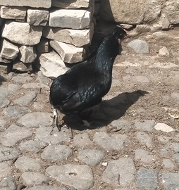 Galline araucana