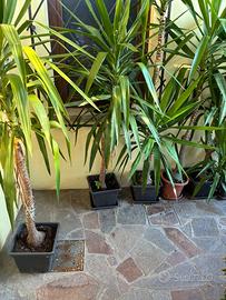 Yucca Elephantipes