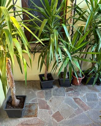 Yucca Elephantipes