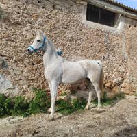 Cavalla Araba Domata