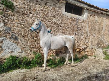 Cavalla Araba Domata